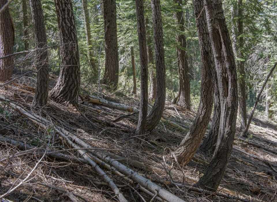 a forest with some fallen trees