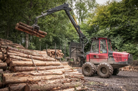 trees being collected for timber