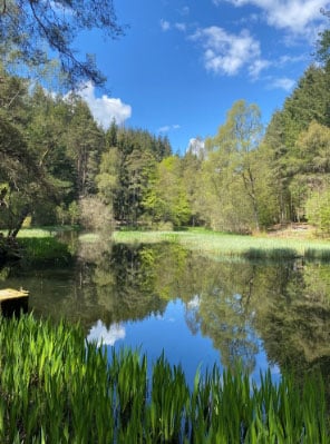 a view of a lake in a forest