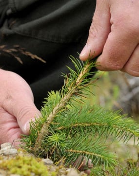 a close up of a plant being evaluated