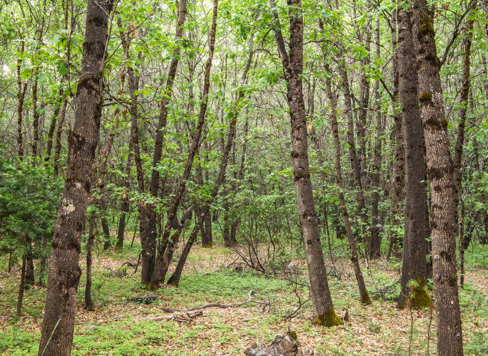 a thicket of trees in a forest