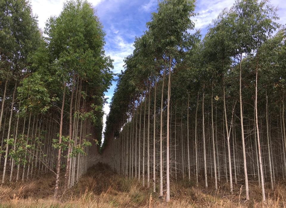 a view of the tree lining in a forest