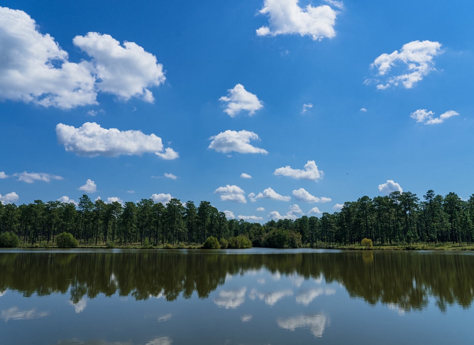 a wide view of a lake in a forest