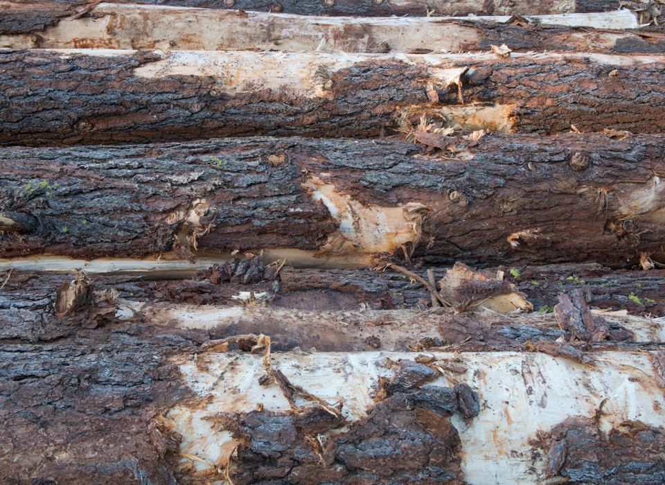 a close up shot of trees collected for timber