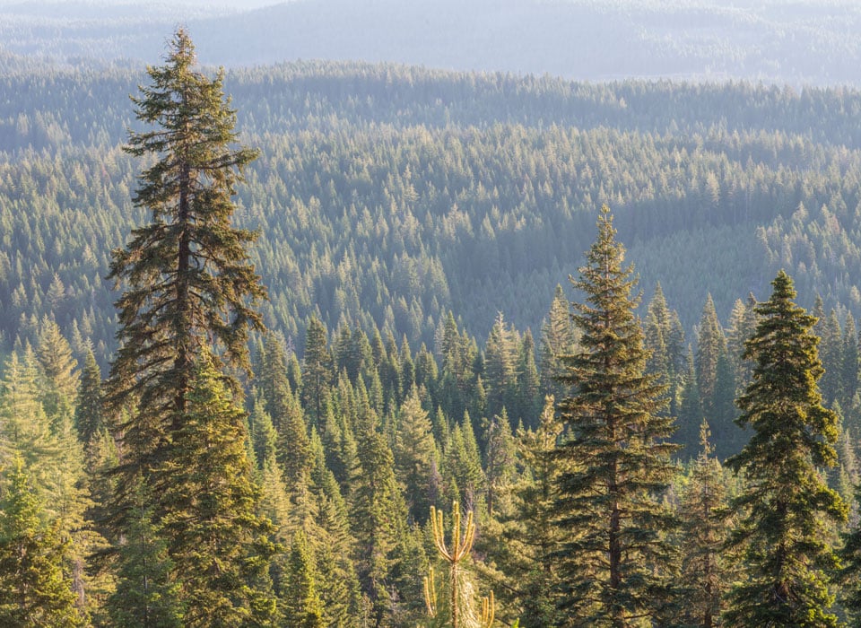 an aerial view of the forest's treeline