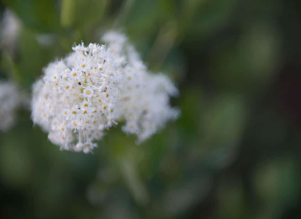 a close up shot of a flower