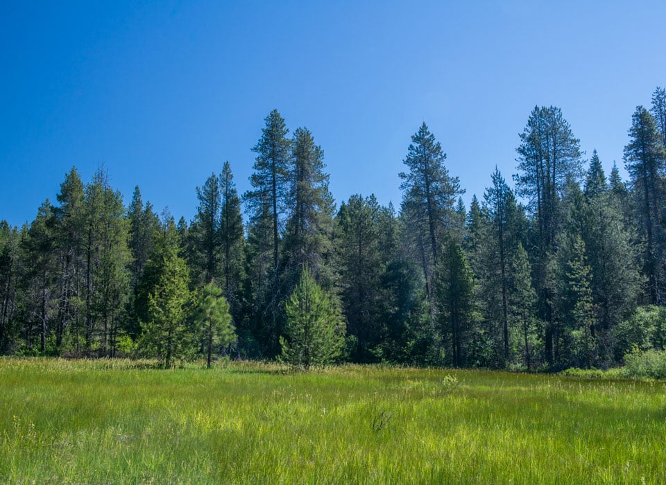 a clearing in a forest