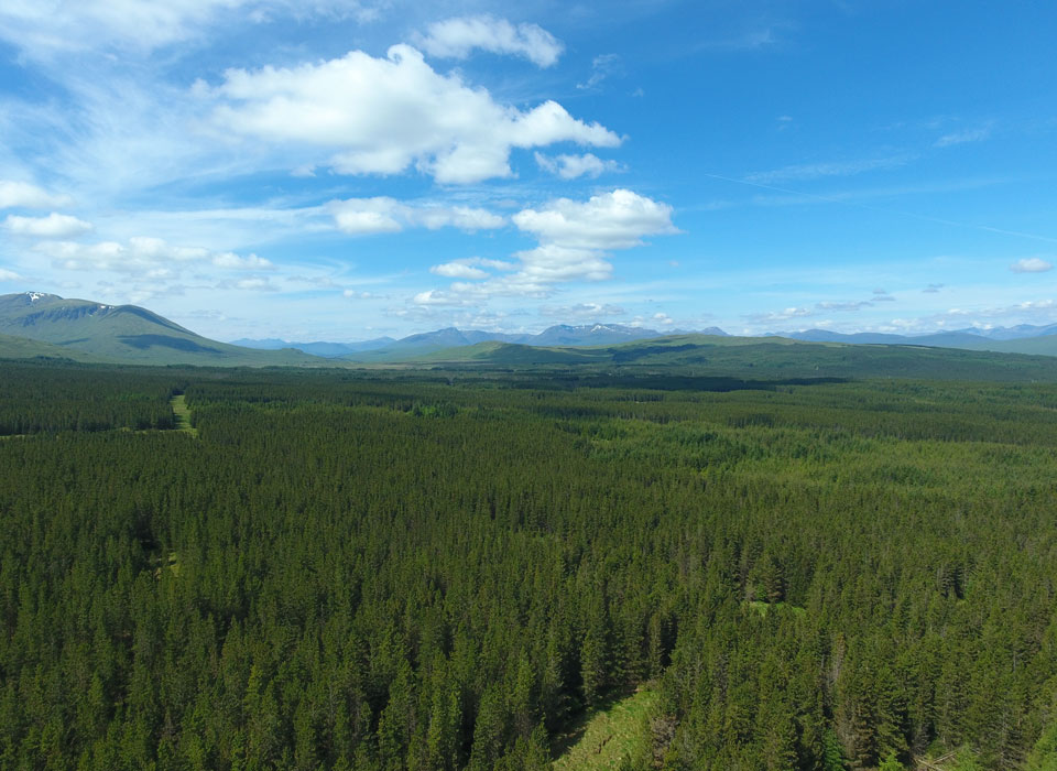 an aerial view of a tree line in a forest