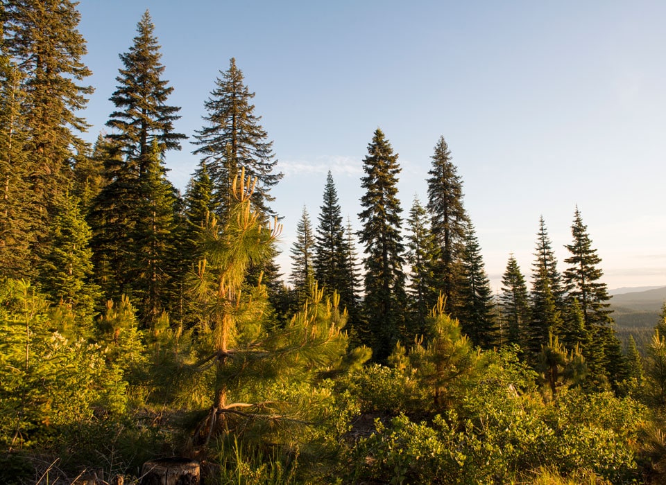 an aerial view of a treeline
