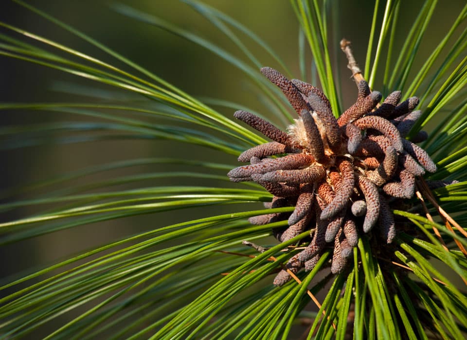 a close up shot of a plant