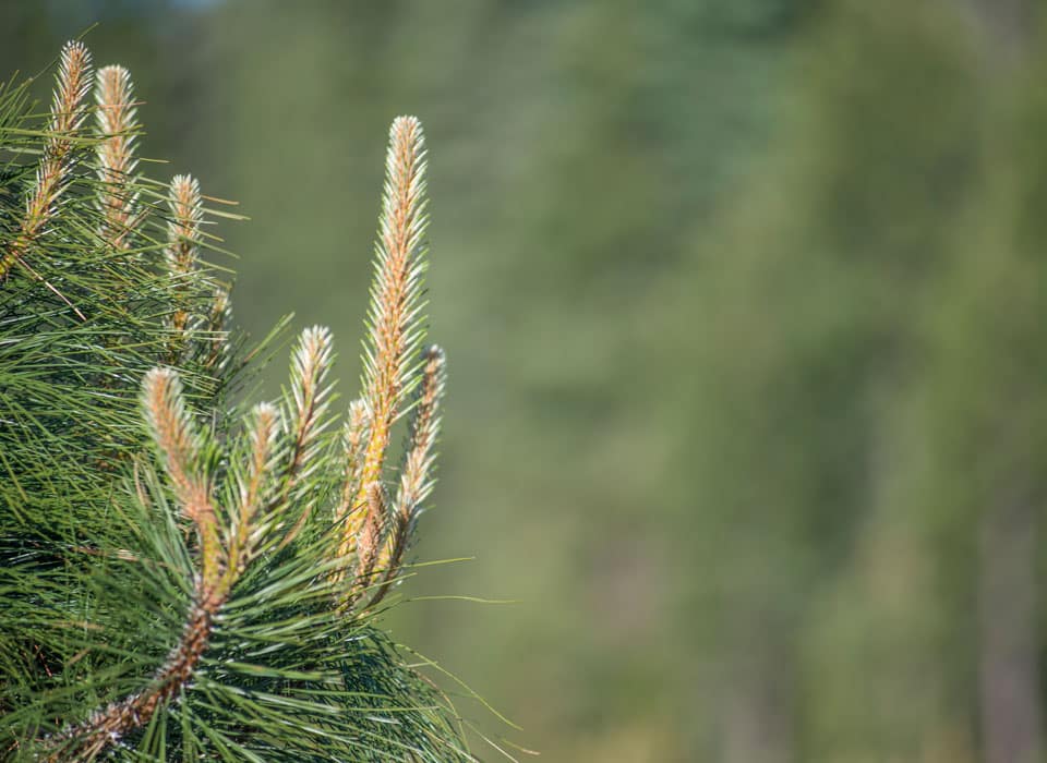 a close up view of a plant