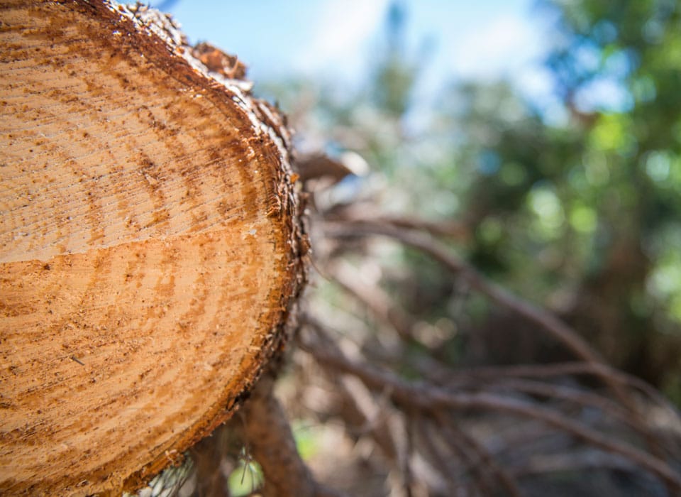 a close up shot of a tree that has been collected for timber