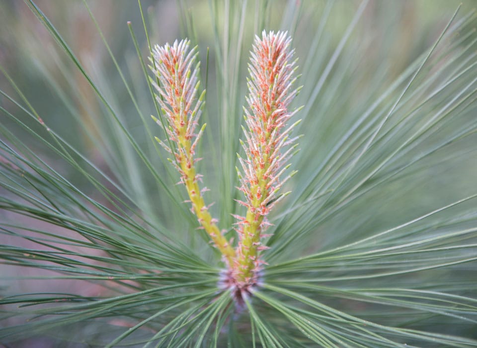 a close up shot of a plant