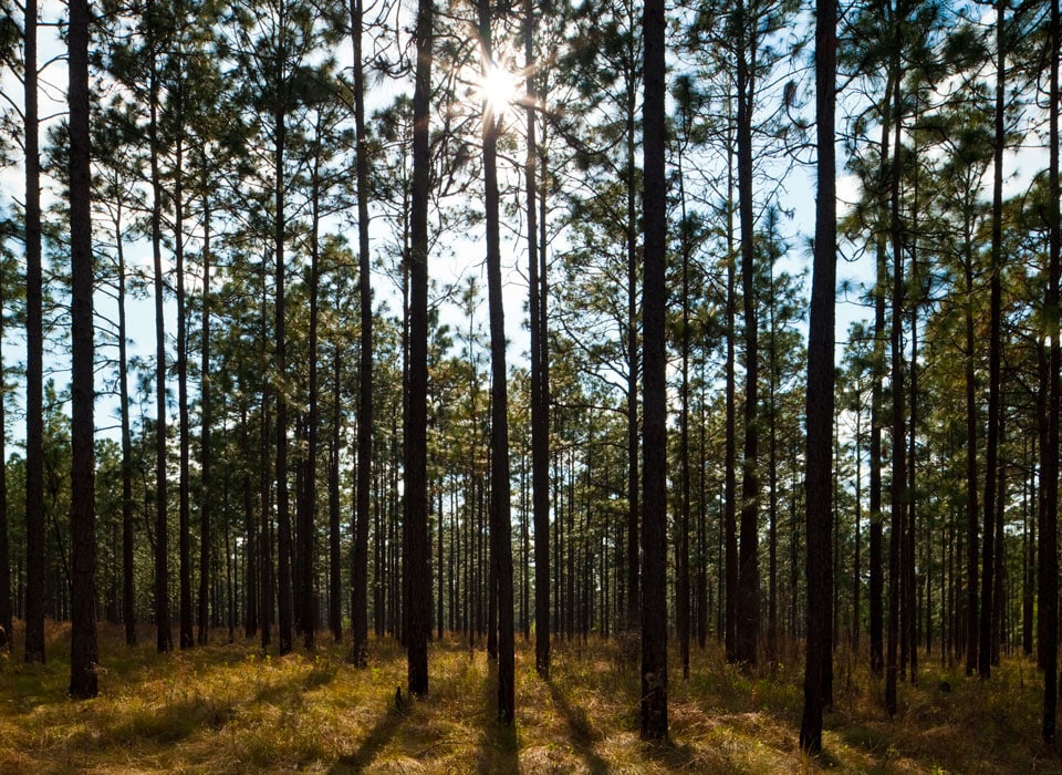 a view of the trees in a forest in the morning