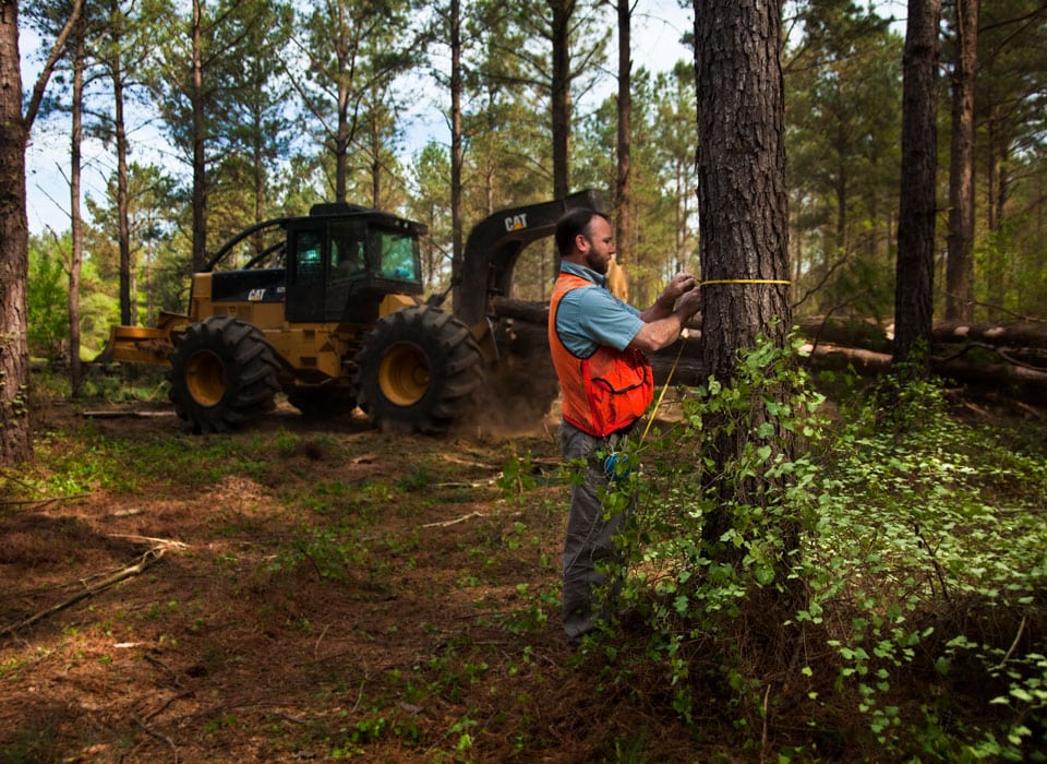 a forester measures the circumference of a tree