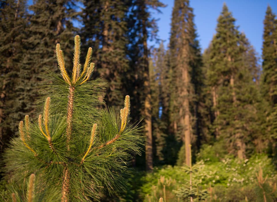 a view of some plants