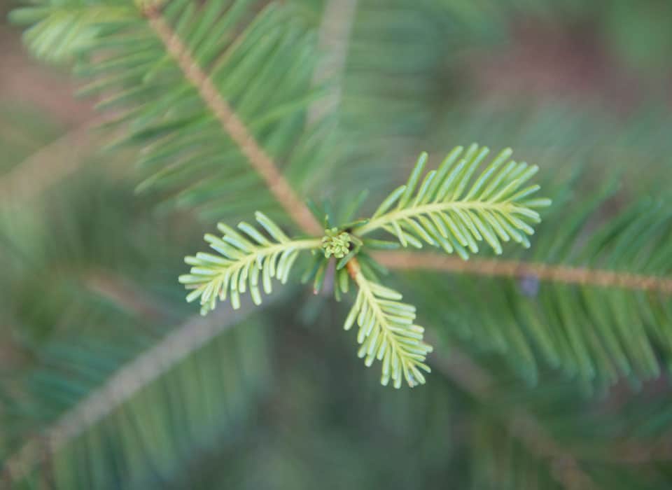 a close up shot of a plant