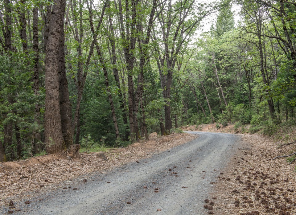 a view of a road running through a forest