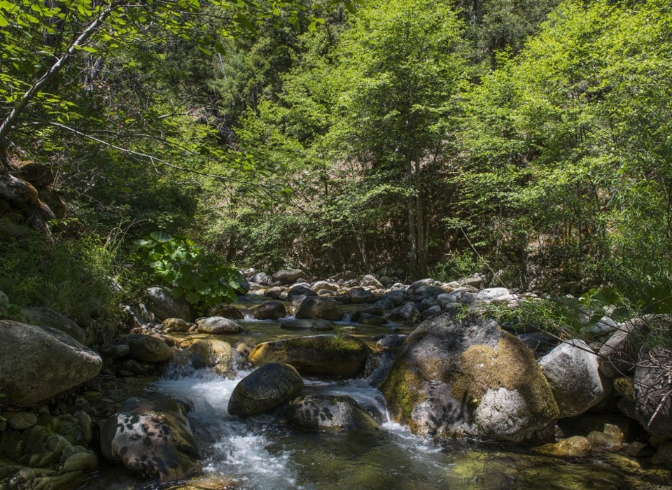 a river in a forest runs