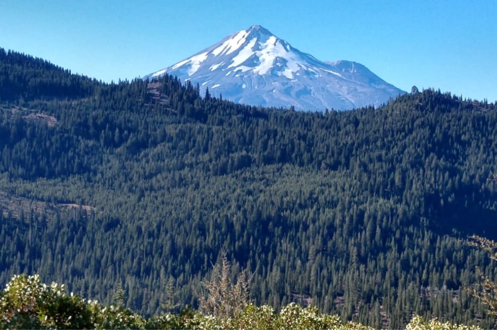 a view of a mountain from a forest treeline