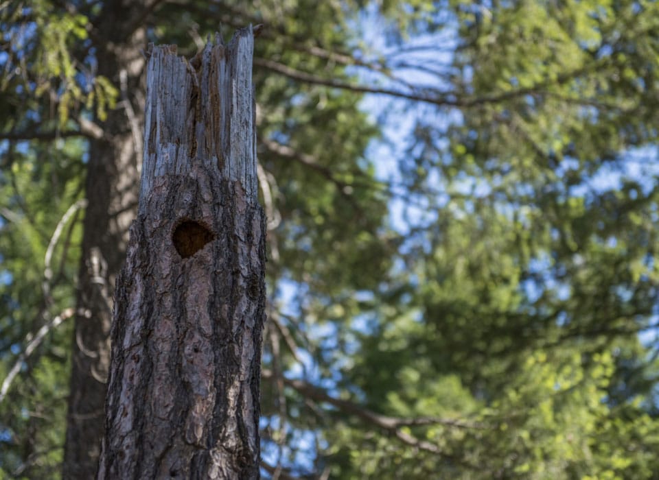 a view of a burrow in a tree