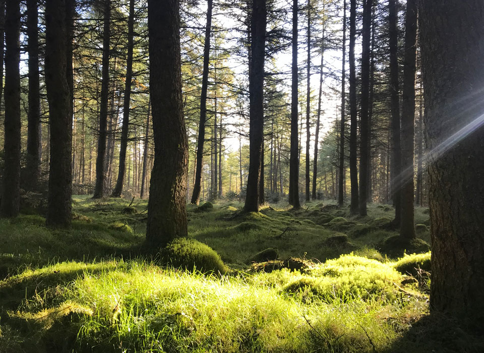 a serene shot of trees in the morning